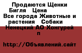Продаются Щенки Бигля › Цена ­ 35 000 - Все города Животные и растения » Собаки   . Ненецкий АО,Хонгурей п.